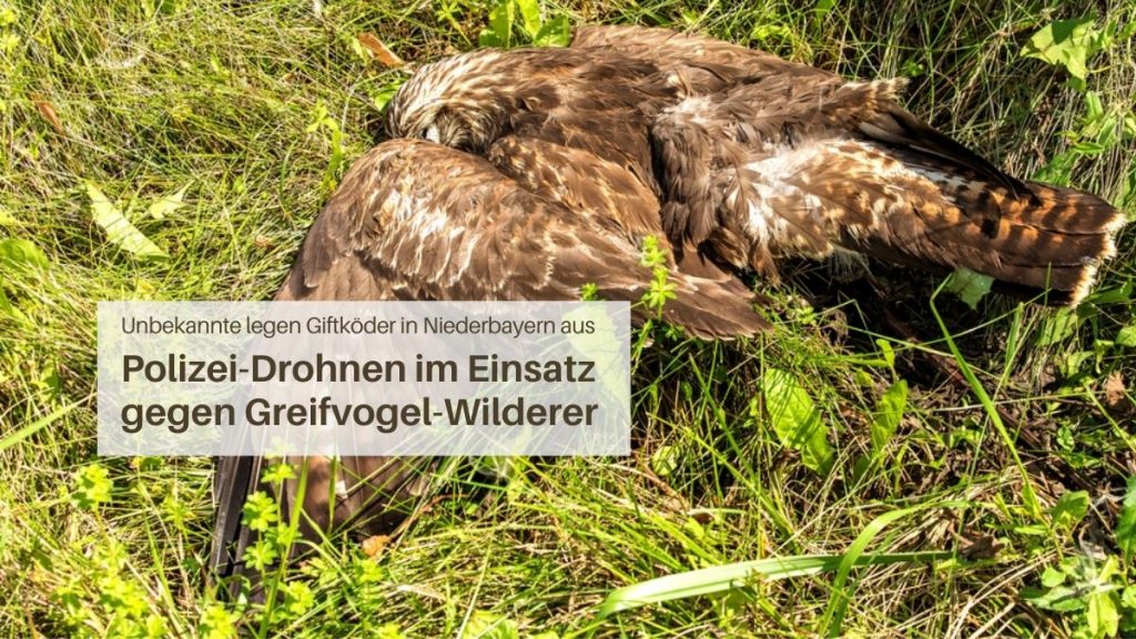 Greifvogel Wilderei